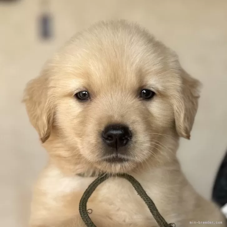 ID：2510-03870の子犬