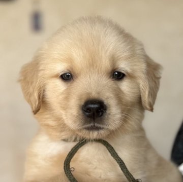 ゴールデンレトリバー【鹿児島県・男の子・2025年9月26日・ゴールド】の写真「兄弟の中で1番小柄で可愛い子」