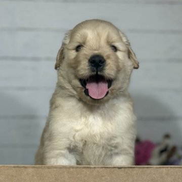 ゴールデンレトリバー【鹿児島県・男の子・2025年8月11日・ゴールド】の写真「ガッチリとした体型」