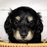 カニンヘンダックスフンド(ロング)