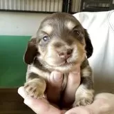 カニンヘンダックスフンド(ロング)【鹿児島県・女の子・2025年8月18日・チョコイエロー】の写真2