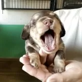 カニンヘンダックスフンド(ロング)【鹿児島県・女の子・2025年8月18日・チョコイエロー】の写真3