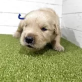 ゴールデンレトリバー【鹿児島県・男の子・2025年9月26日・ゴールド】の写真12