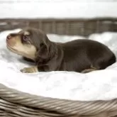 カニンヘンダックスフンド(ロング)【鹿児島県・女の子・2025年8月18日・チョコイエロー】の写真6