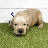 ゴールデンレトリバー【鹿児島県・男の子・2025年9月26日・ゴールド】の写真13