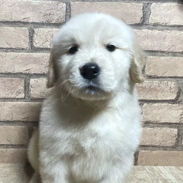 ID：2404-06224の子犬