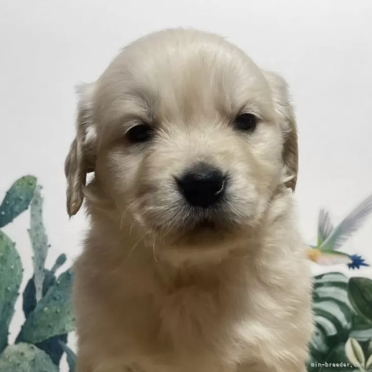 ID：2403-00103の子犬