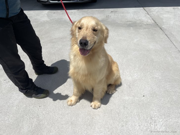 ゴールデンレトリバー【・男の子・2021年3月31日・ゴールド】