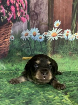 ミニチュアダックスフンド(ロング)【鹿児島県・男の子・2020年6月26日・ブラックイエロー】の写真「兄弟の中で1番小柄な男の子」