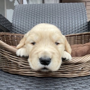 ゴールデンレトリバー【鹿児島県・男の子・2024年4月6日・ゴールド】の写真「ガッチリ体型の子」
