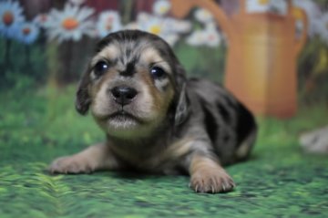 ミニチュアダックスフンド(ロング)【鹿児島県・女の子・2020年9月26日・シルバーダップルイエロー】の写真「シルバーダップルイエローきれいな女の子」