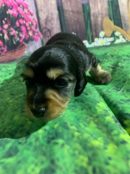 ミニチュアダックスフンド(ロング)【鹿児島県・男の子・2020年2月17日・ブラック&タン】の写真「ムチムチした元気な男の子」