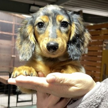 ミニチュアダックスフンド(ロング)【鹿児島県・女の子・2023年10月29日・シルバーダップル】の写真「綺麗なダップルカラー」