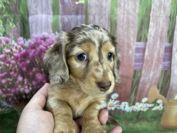 ミニチュアダックスフンド(ロング)【鹿児島県・男の子・2021年10月17日・チョコダップル】の写真「ダップルカラーが綺麗な子です」