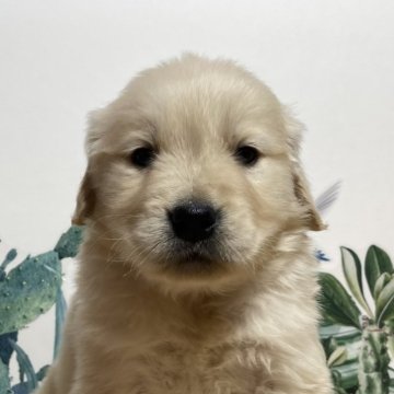 ゴールデンレトリバー【鹿児島県・男の子・2024年2月1日・ゴールド】の写真「3月31日迄限定」