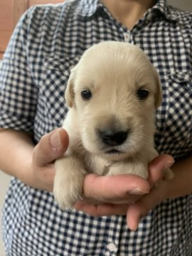 ゴールデンレトリバー【鹿児島県・女の子・2020年7月20日・ゴールド】の写真「コロコロ　ムチムチした女の子」