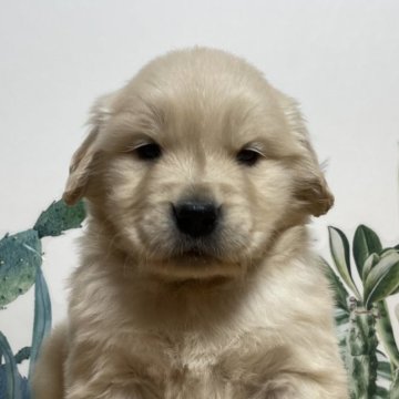 ゴールデンレトリバー【鹿児島県・男の子・2024年2月1日・ゴールド】の写真「3月31日迄限定」