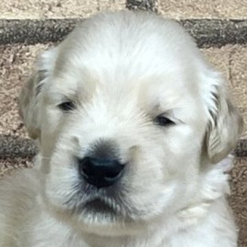 ゴールデンレトリバー【鹿児島県・女の子・2024年8月5日・ゴールド】の写真「可愛い女の子」