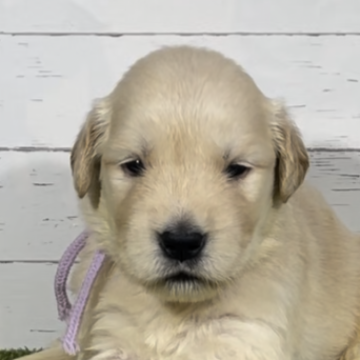 ゴールデンレトリバー【鹿児島県・女の子・2024年8月5日・ゴールド】の写真「可愛い女の子」