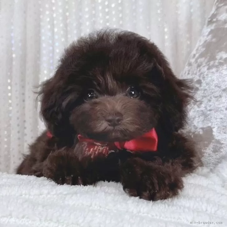 S.Y 様のお迎えした子犬