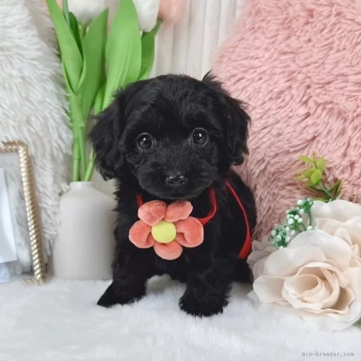 K.K 様のお迎えした子犬
