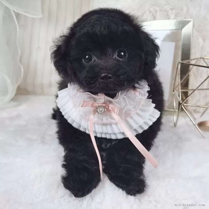 ID：2506-06472の子犬