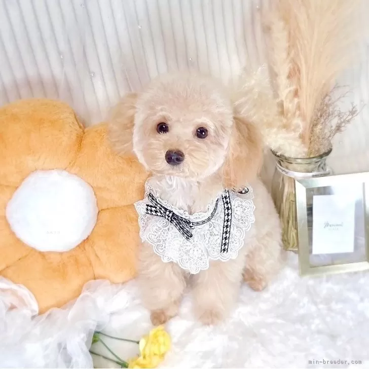 ID：2503-00720の子犬