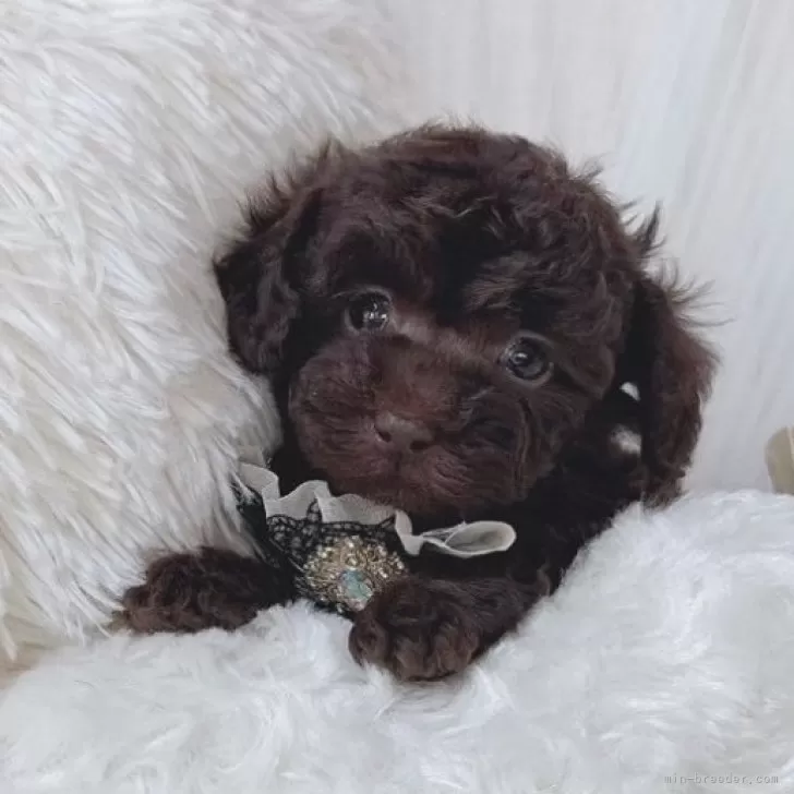 S.R. 様のお迎えした子犬