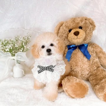 タイニープードル【大阪府・男の子・2025年8月13日・ペールフォーン(クリーム)】の写真「3兄妹 次男くん🍦✨️」