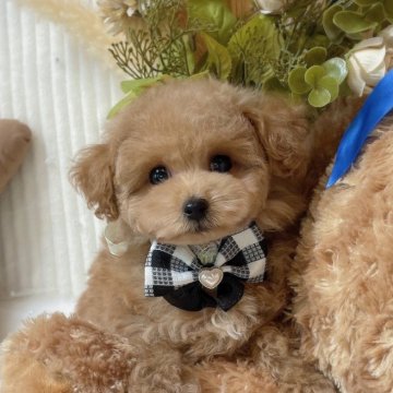 トイプードル(ティーカップ)【大阪府・男の子・2024年10月20日・オレンジフォーン(アプリコット)】の写真「おっとり優しい性格の男の子💙ྀི」