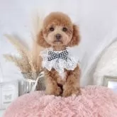 タイニープードル