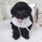タイニープードル【大阪府・女の子・2025年4月14日・ブラック】の写真1