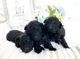 タイニープードル【大阪府・女の子・2025年4月14日・ブラック】の写真6