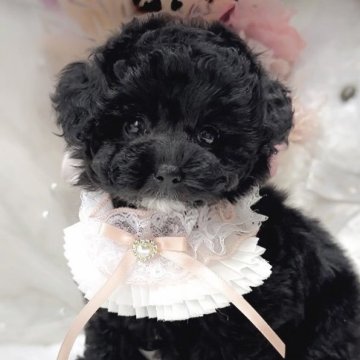 トイプードル(ティーカップ)【大阪府・女の子・2024年3月2日・グレー】の写真「見たら虜に!🫣💕うっとり激カワ女の子🐰💕」
