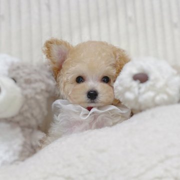 トイプードル(ティーカップ)【大阪府・男の子・2024年4月10日・ペールフォーン(クリーム)】の写真「小さな小さな激カワボーイ🌟」