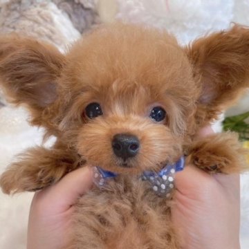 トイプードル(ティーカップ)【大阪府・男の子・2023年6月17日・レッドフォーン】の写真「薄めのレッドフォーンの男の子👦🏻🤍⋆͛」