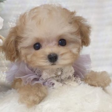 トイプードル(ティーカップ)【大阪府・女の子・2023年6月11日・オレンジフォーン(アプリコット)】の写真「激かわ女子🎀💕全てのバランスがパーフェクト🌼✨」