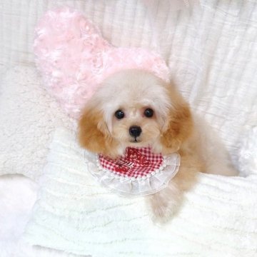 トイプードル(ティーカップ)【大阪府・女の子・2024年5月11日・オレンジフォーン(アプリコット)】の写真「可愛い系❣️オレンジフォーンの女の子🍊」