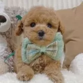 ティーカッププードル【大阪府・男の子・2024年2月7日・オレンジフォーン(アプリコット)】の写真1