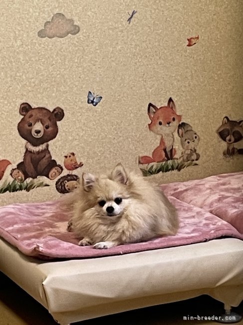 お気に入りの場所｜若林　幸子(わかばやし　さちこ)ブリーダー(石川県・ヨークシャーテリアなど・JKC登録)の紹介写真5