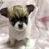 チワワ(ロング)【石川県・女の子・2025年10月20日・ホワイトレッド】の写真10