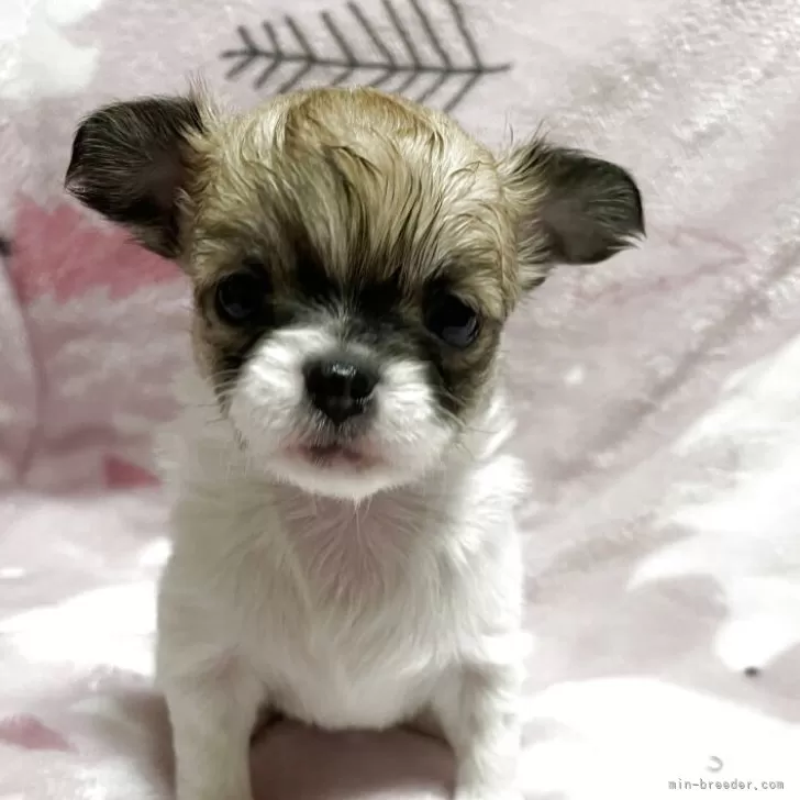 チワワ(ロング)【石川県・女の子・2025年10月20日・ホワイトレッド】の写真1「11/21 405g」