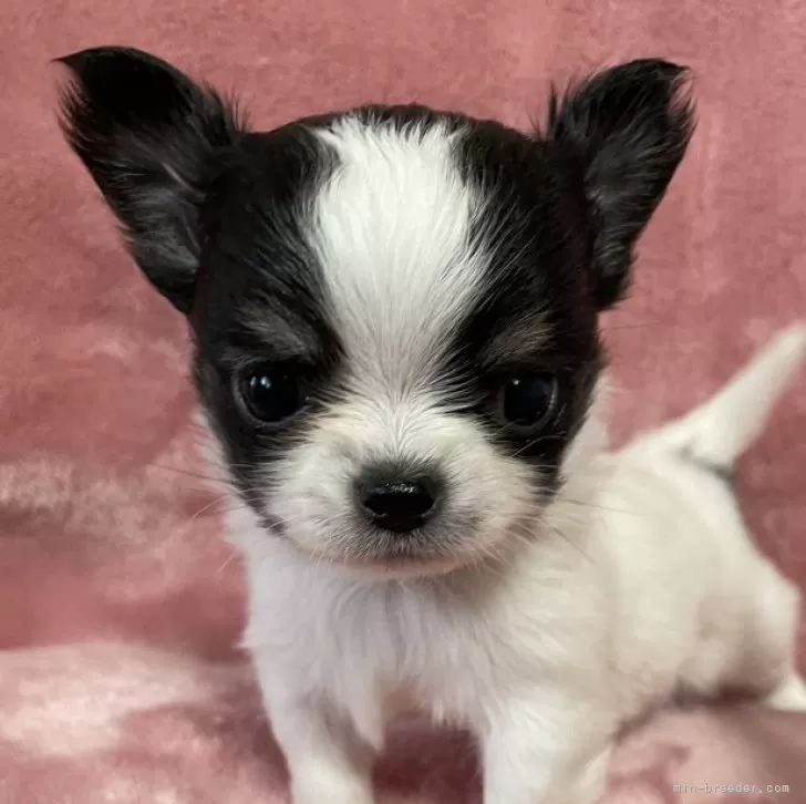 ID：2502-04974の子犬