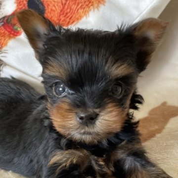 ヨークシャーテリア【石川県・男の子・2024年12月30日・スチールブルー&タン】の写真「兄妹の中で一番小さな男の子」