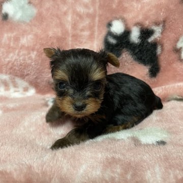 ヨークシャーテリア【石川県・女の子・2024年12月30日・スチールブルー&タン】の写真「元気で可愛い女の子」