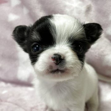 チワワ(ロング)【石川県・女の子・2025年10月20日・ブラックタンホワイト】の写真「しっかりボディの女の子」