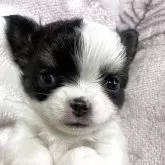 チワワ(ロング)