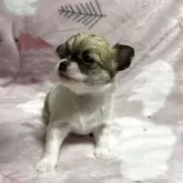 チワワ(ロング)【石川県・女の子・2025年10月20日・ホワイトレッド】の写真5