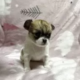 チワワ(ロング)【石川県・女の子・2025年10月20日・ホワイトレッド】の写真6