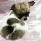 チワワ(ロング)【石川県・女の子・2025年10月20日・ホワイトレッド】の写真9